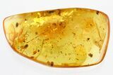 Fossil Beetle, Fungus Gnat, Scuttle Fly & Partial Bristletail in Amber #310926-1